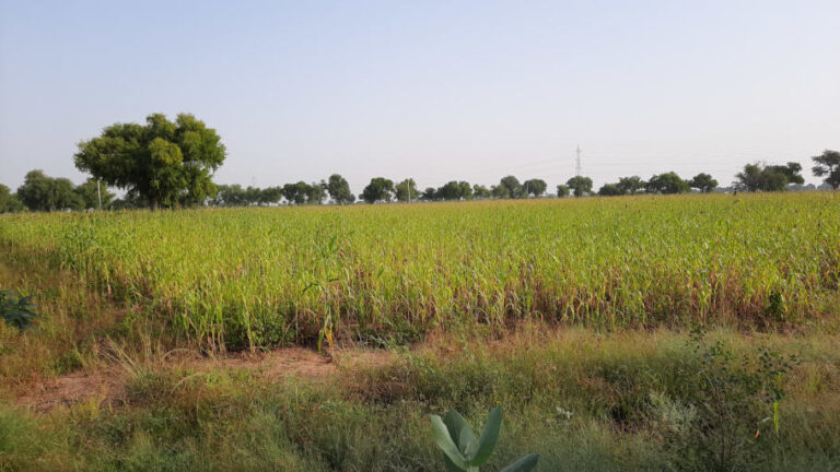 Lush green crop of sorghum millets in the newly constructed khadins under this WNHT